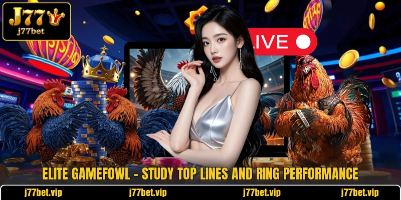 Elite Gamefowl - Study Top Lines And Ring Performance 1 Elite Gamefowl - Study Top Lines And Ring Performance
